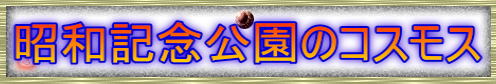 昭和記念公園のコスモス
